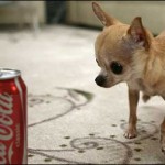 worlds smallest dog