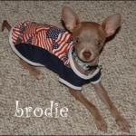famous chihuahua brodie
