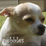 famous chihuahua pebbles