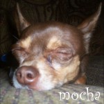 famous chihuahua mocha