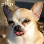 famous chihuahua pino
