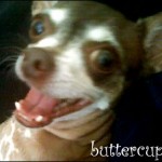 famous chihuahua buttercup