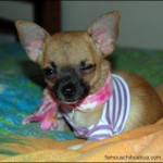 tinkerbell the chihuahua