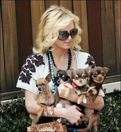 Heiress Paris Hilton dials her cellphone and shows off a mark on her arm as  she arrives at a pet store with her tea cup Chihuahua. Los Angeles, CA.  11/04/10 Stock Photo 