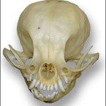 chihuahua skull