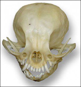 chihuahua skull