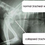 trachea width