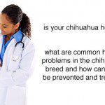chihuahua healthy message