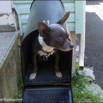 chihuahua in mailbox