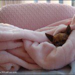 famous chihuahua sleeps