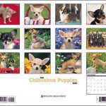 chihuahua pups calendar