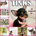 tinks famous chihuahua