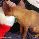 famous chihuahua stocking