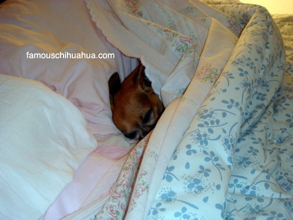 famous chihuahua inbed