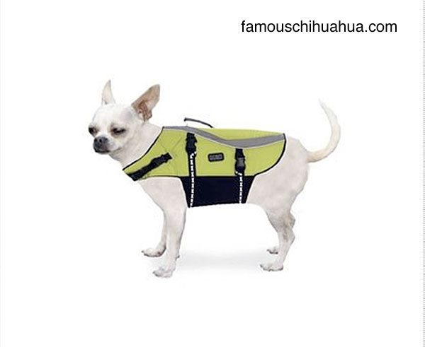 chihuahua lifejacket2