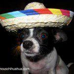 chihuahua sombrero4