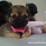 elsa chihuahua puppy