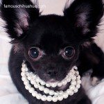 chihuahua pearl necklace