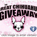 famous chihuahua giveaway