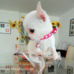 chihuahua martini glass