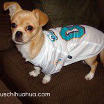 chihuahua dolphins fan