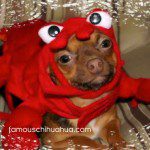 chihuahua lobster