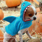 shark chihuahua