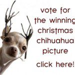 xmas chihuahua contest