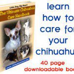 chihuahua guidebook
