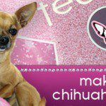 chihuahuafamous slider