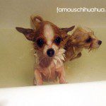 tequila chihuahua bath