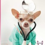 Caring for Chihuahua Cover for Kindle e1498250491390