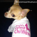 cutest chiwawa shirt