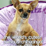 teaka cutest chihuahua contest 2017