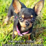 worlds cutest chihuahua contest