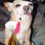 tanner drunk chihuahua