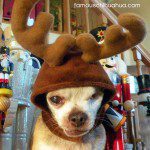 harley reindeer