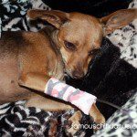 sick rescue chihuahua