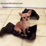 lucy3 famous chihuahua
