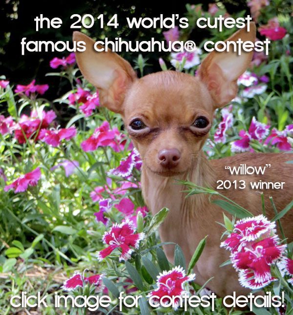 2014worlds cutest chihuahua