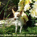 tequila famous chihuahua
