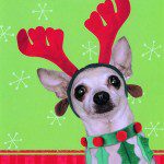 christmas reindeer chihuahua