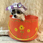 teacup chihuahua bucket