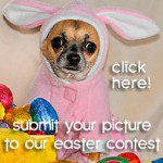 eastercontest 2014