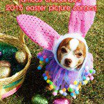 2015 easter contest