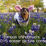 chihuahua easter picture1