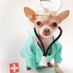 chihuahua doctor