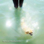 chloe chihuahua swim