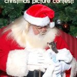 chihuahua christmast contest
