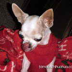 millie chihuahua hohoblanket